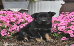 German Shepherd dogs for sale: Jupiter - Image 5