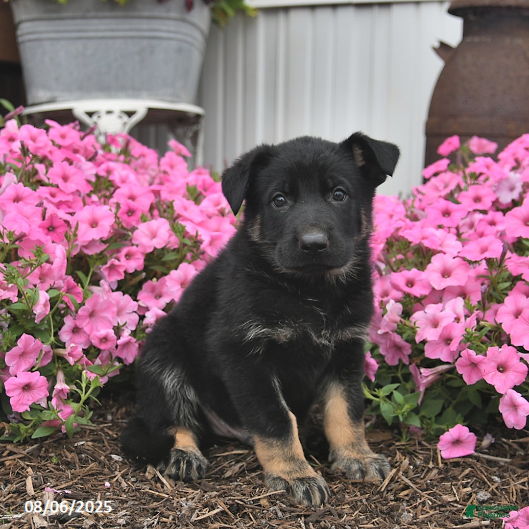 German Shepherd dogs for sale: Jupiter - Image 5