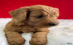 Mini Goldendoodle dogs for sale: Aurora - Image 5