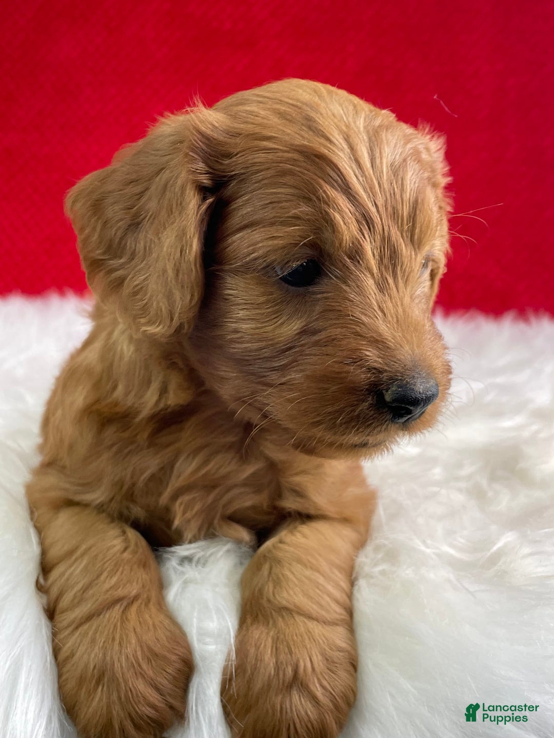 Mini Goldendoodle dogs for sale: Aurora - Image 5