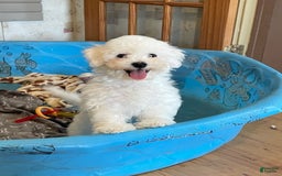 Bichon Frise dogs for sale: James - Image 5