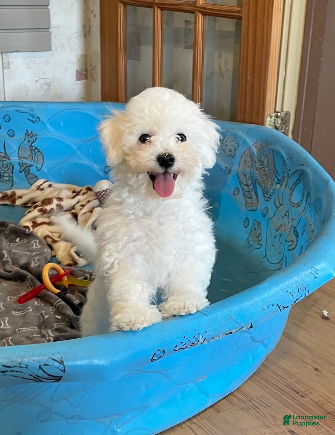 Bichon Frise dogs for sale: James - Image 5