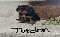 Cavalier King Charles Spaniel dogs for sale: Jordan - Image 10