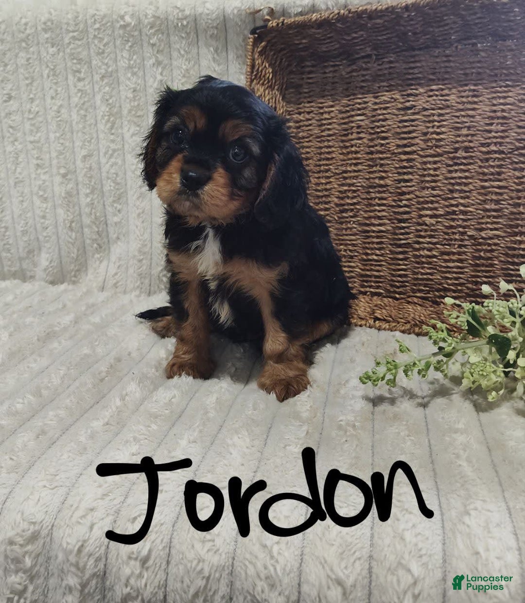 Cavalier King Charles Spaniel dogs for sale: Jordan - Image 10
