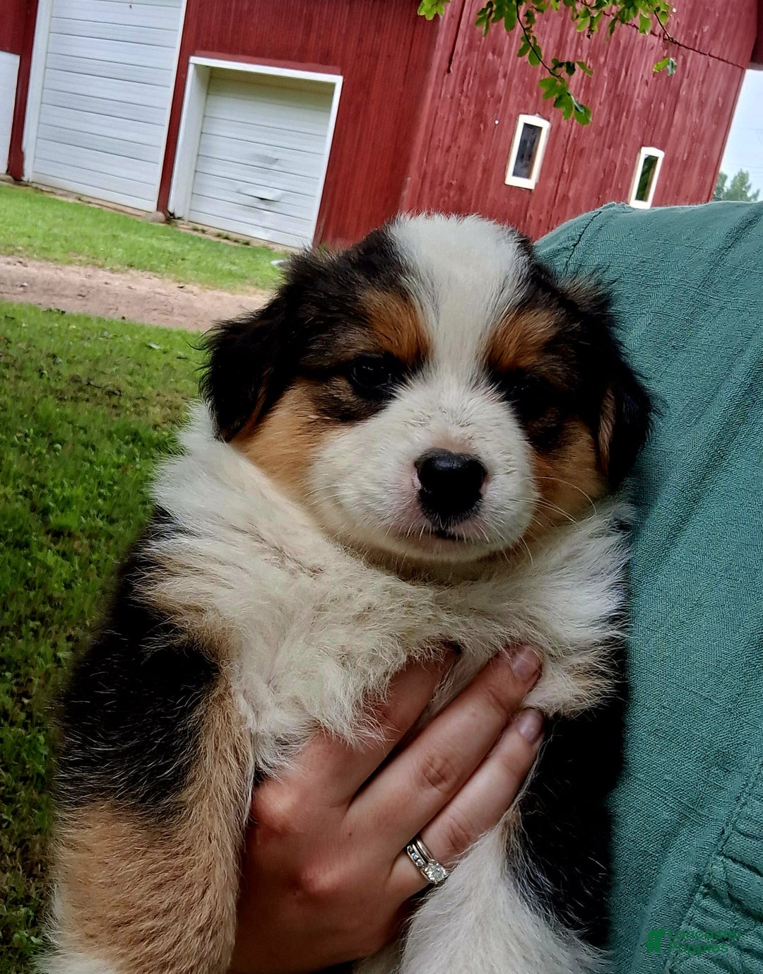 Australian Shepherd dogs for sale: Nate - Image 4