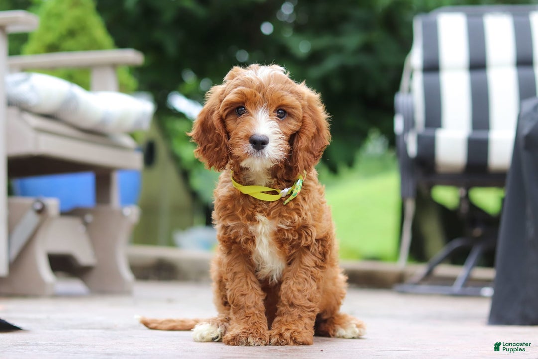 Cavapoo dogs for sale: Bean - Image 5