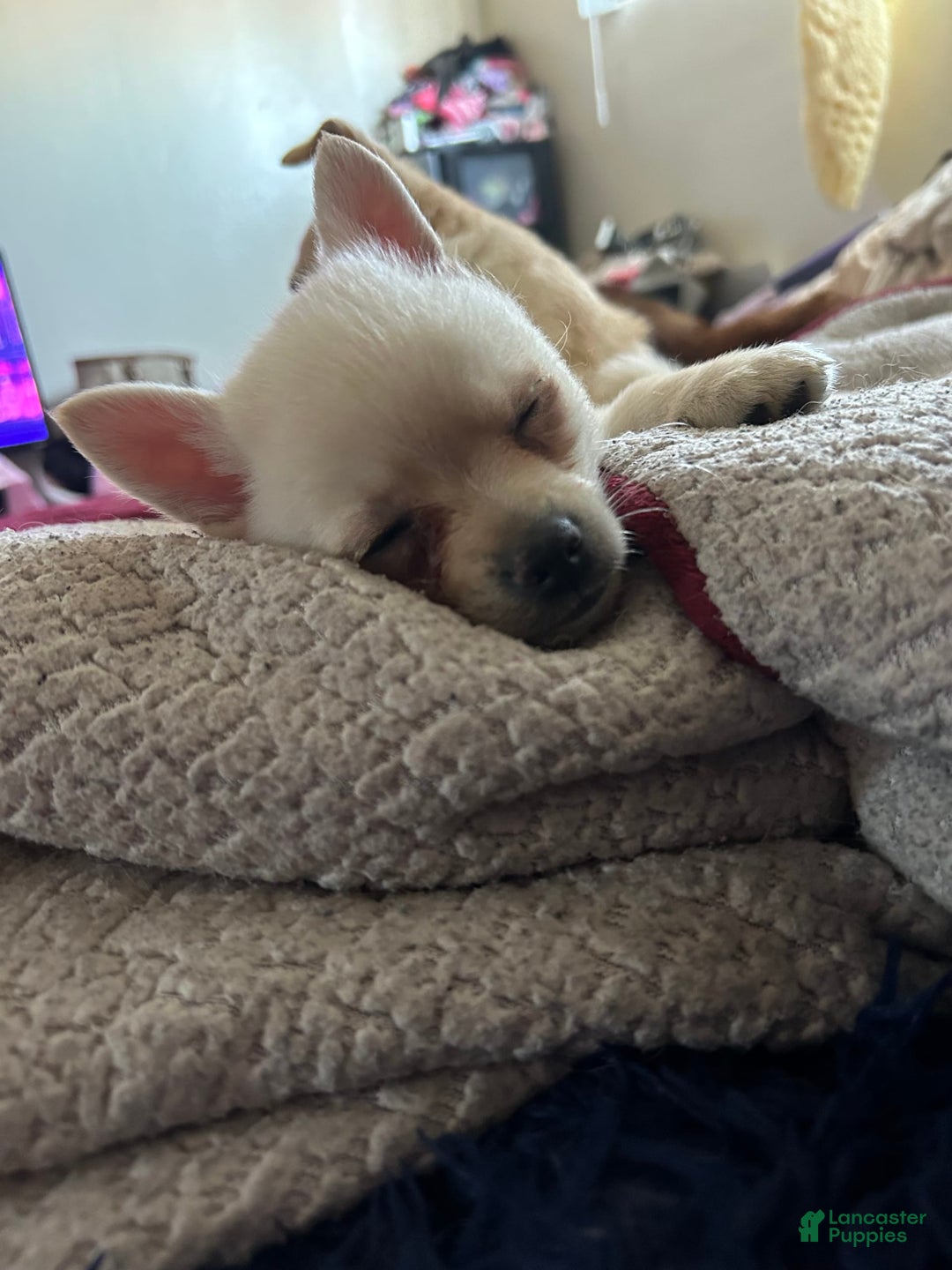 Pomchi dogs for sale: Bubbles - Image 5
