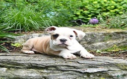 Olde English Bulldogge dogs for sale: Pansy - Image 11