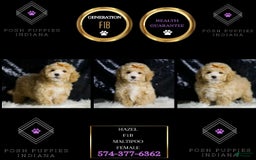 Maltipoo dogs for sale: Hazel - Image 1