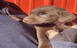 Labrador Retriever dogs for sale: Labrador Retriever 7 puppies - Image 3