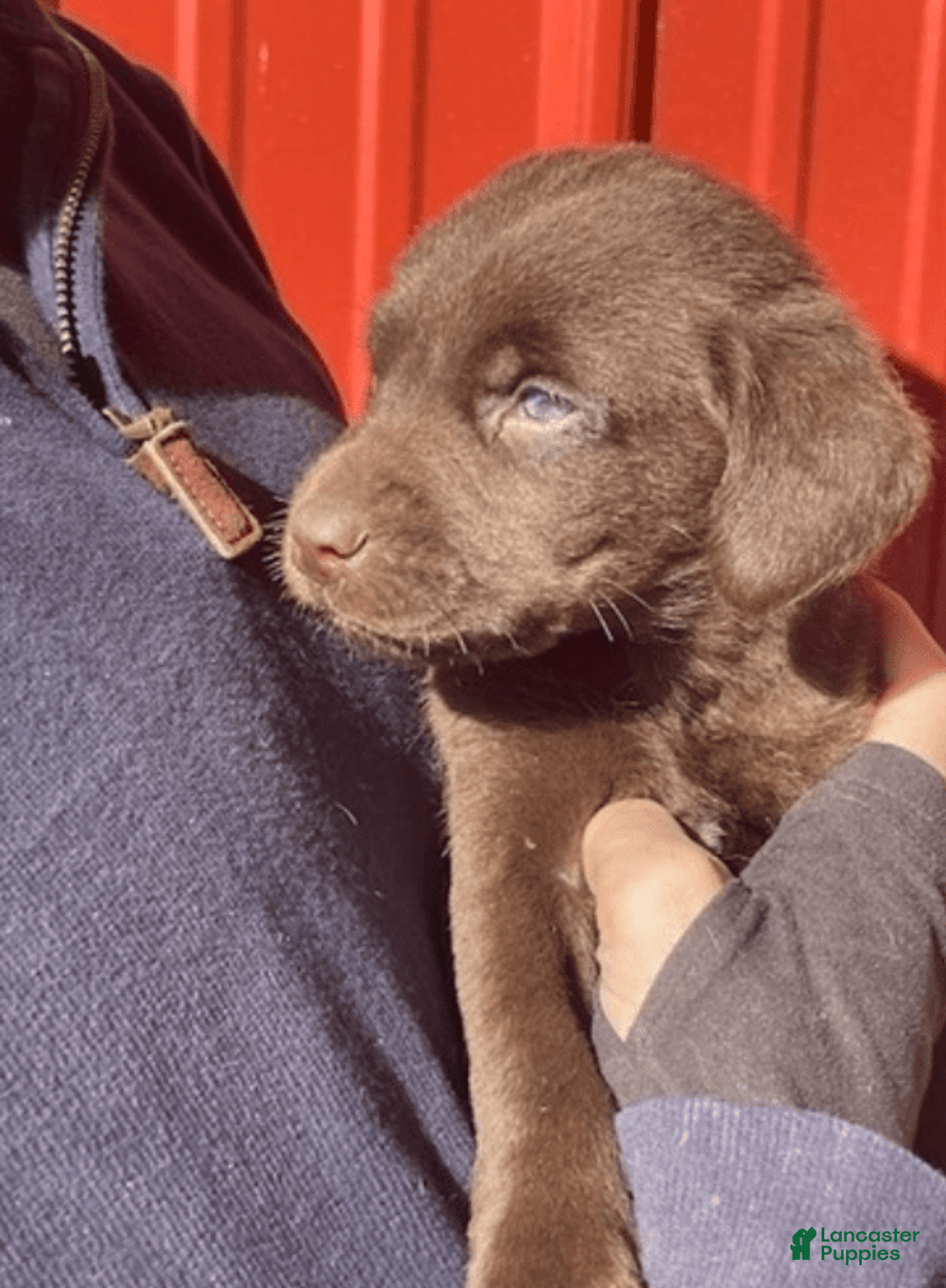 Labrador Retriever dogs for sale: Labrador Retriever 7 puppies - Image 3