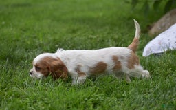 Cockalier dogs for sale: Rachelle - Image 8