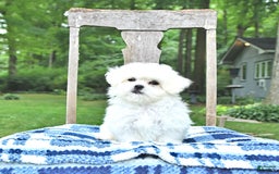 Maltese dogs for sale: Kobey - Image 5