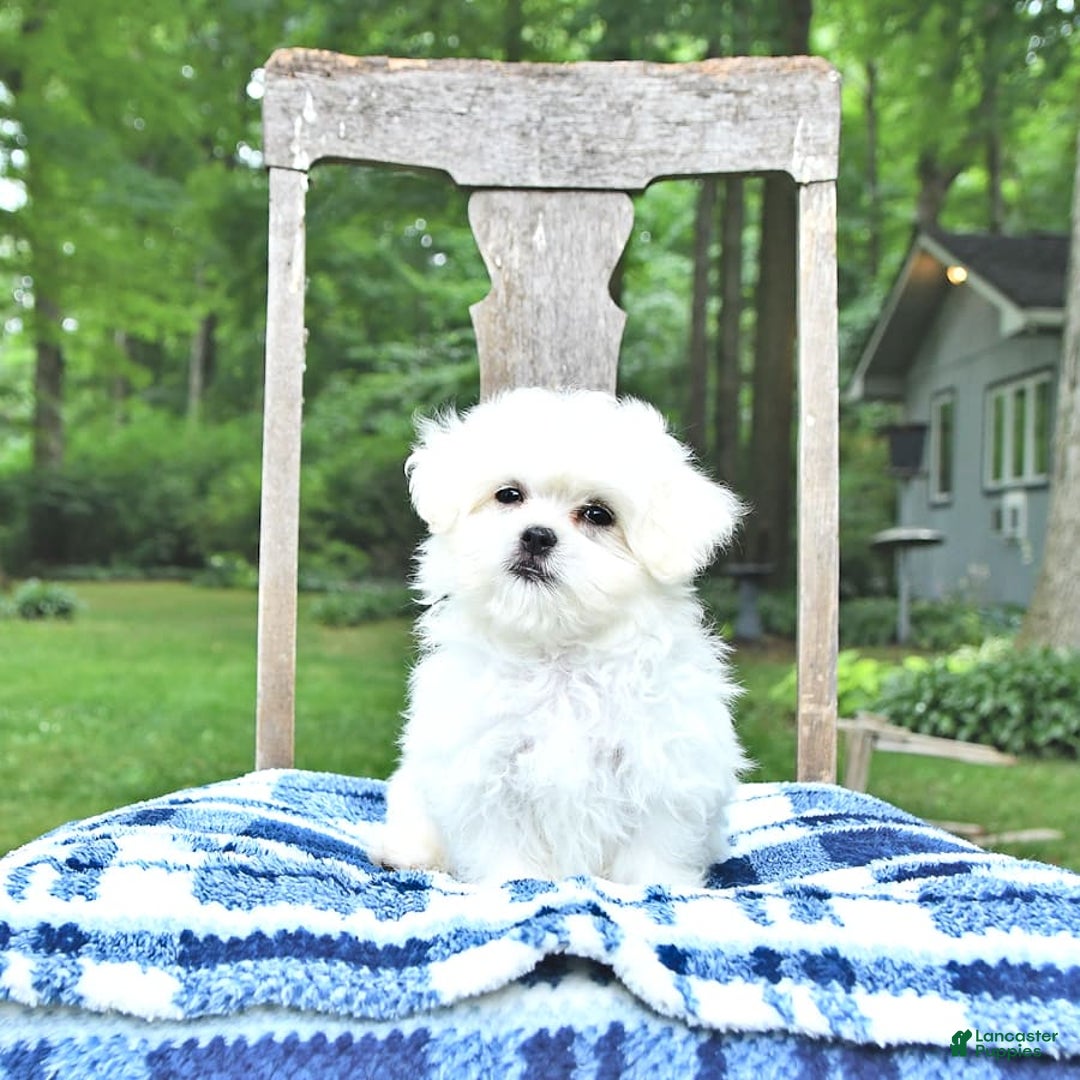Maltese dogs for sale: Kobey - Image 5