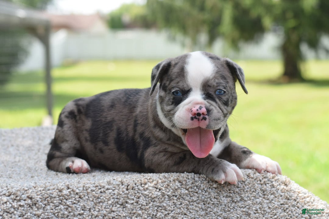 Olde English Bulldogge dogs for sale: Enzo blue eyes mini bulldogge - Image 14