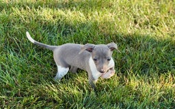 Italian Greyhound dogs for sale: Heidi - Image 11