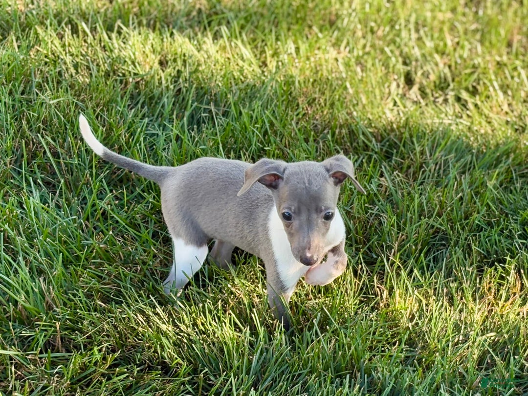 Italian Greyhound dogs for sale: Heidi - Image 11