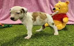 Catahoula Leopard Dog dogs for sale: Duchess 2025 Female 1 - Image 4
