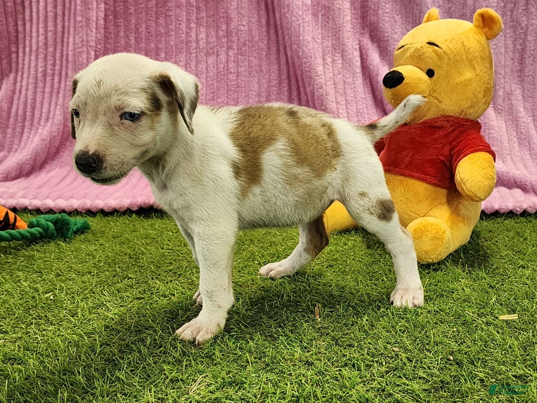 Catahoula Leopard Dog dogs for sale: Duchess 2025 Female 1 - Image 4