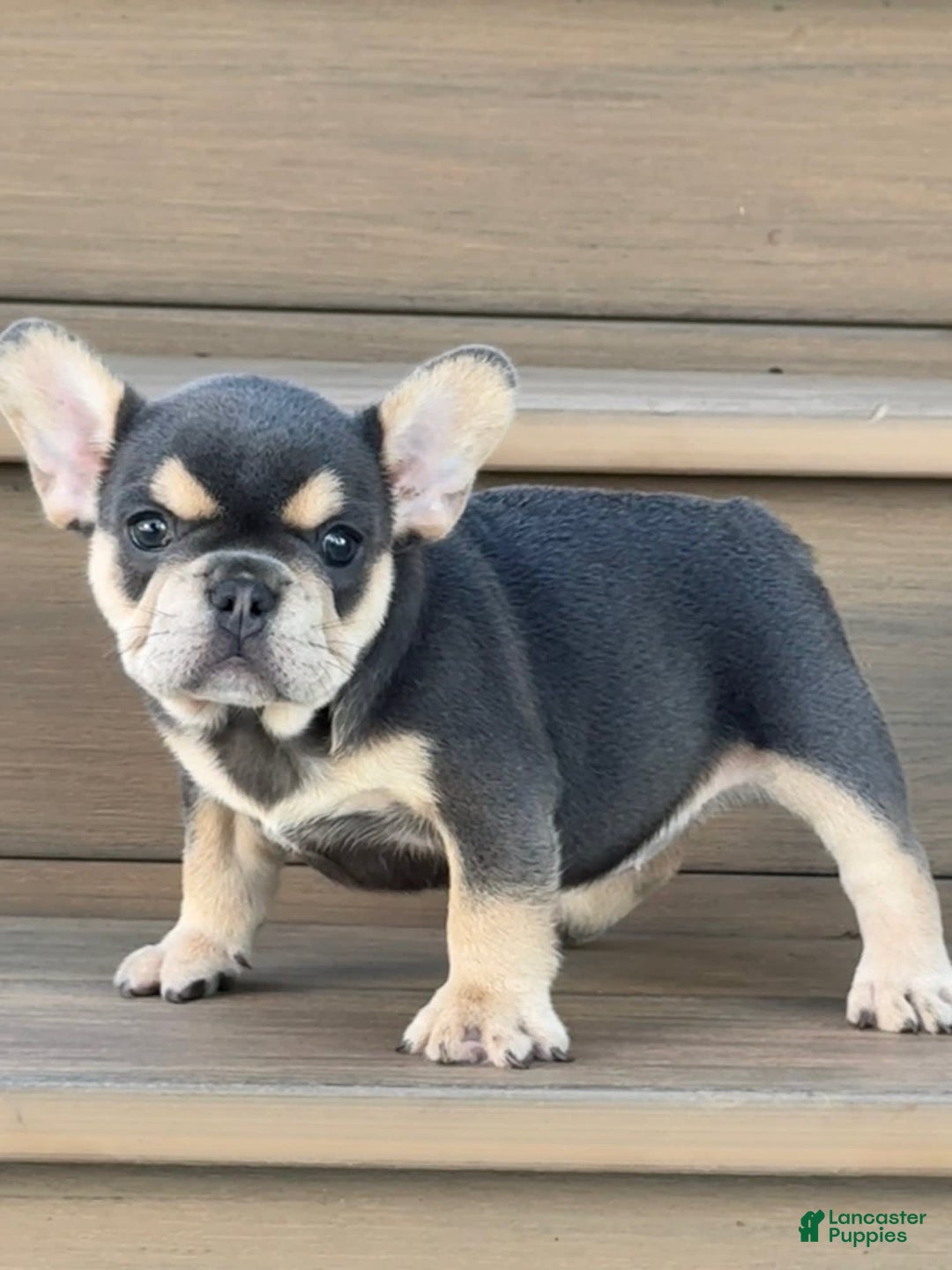 French Bulldog dogs for sale: Hilda - Image 6