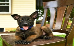Belgian Malinois dogs for sale: Avalon - Image 5
