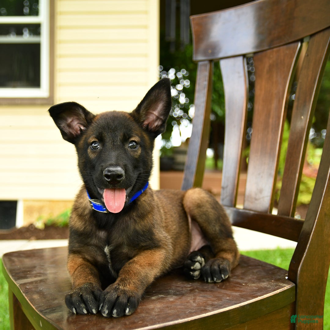 Belgian Malinois dogs for sale: Avalon - Image 5