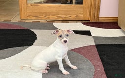 Italian Greyhound dogs for sale: Jaden - Image 4