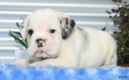 Beabull dogs for sale: Irving - Image 3