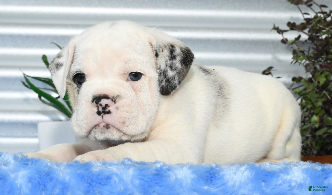 Beabull dogs for sale: Irving - Image 3