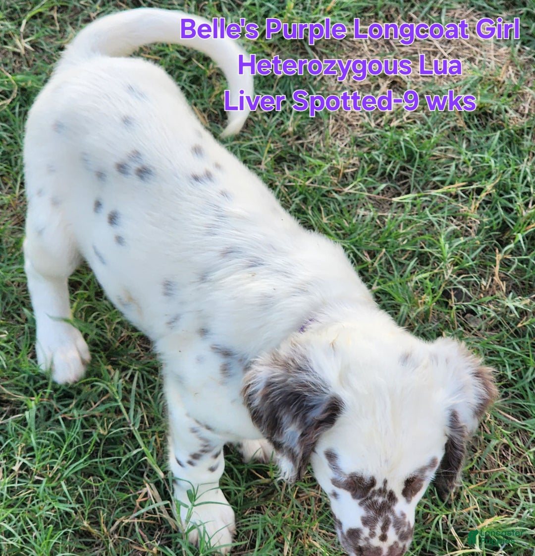 Dalmatian dogs for sale: Belles Purple Lua Liver Spotted Longcoat Girl - Image 9