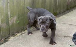 Cane Corso dogs for sale: Madonna - Image 3