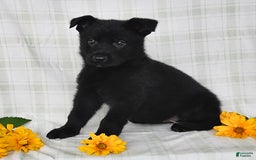 German Shepherd dogs for sale: Jasmine - Image 5