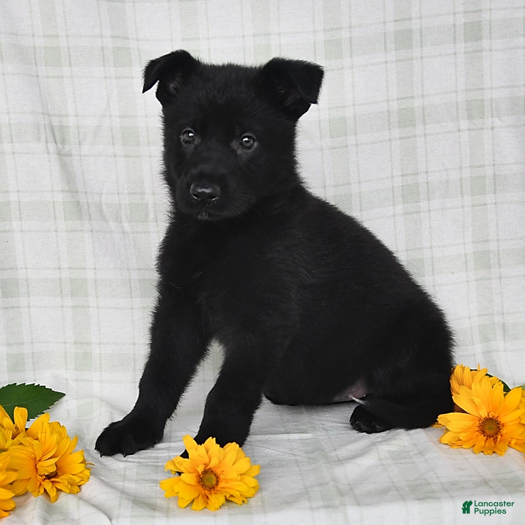 German Shepherd dogs for sale: Jasmine - Image 5