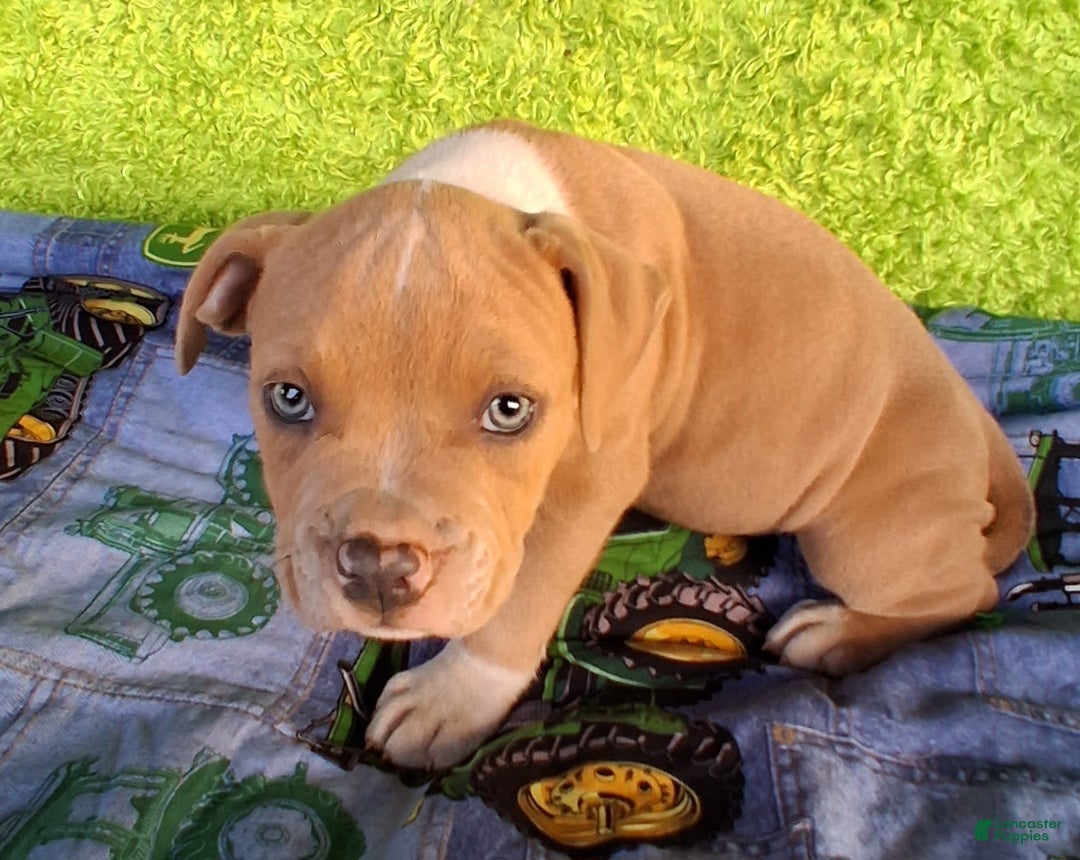 American Bully dogs for sale: Loki - Image 4