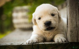 Golden Retriever dogs for sale: Tawny - Image 11
