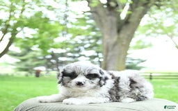 Mini Aussiedoodle dogs for sale: Atlas - Image 11