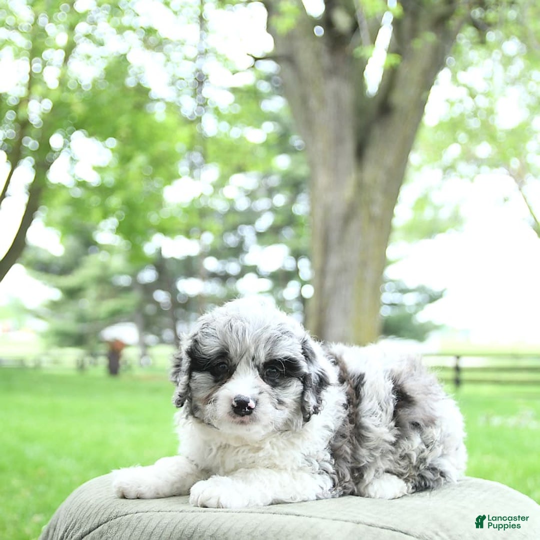 Mini Aussiedoodle dogs for sale: Atlas - Image 11