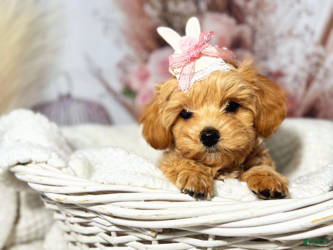 Maltipoo dogs for sale: Dark Pink Collar - Image 22