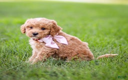 Goldendoodle dogs for sale: Olivia - Image 8