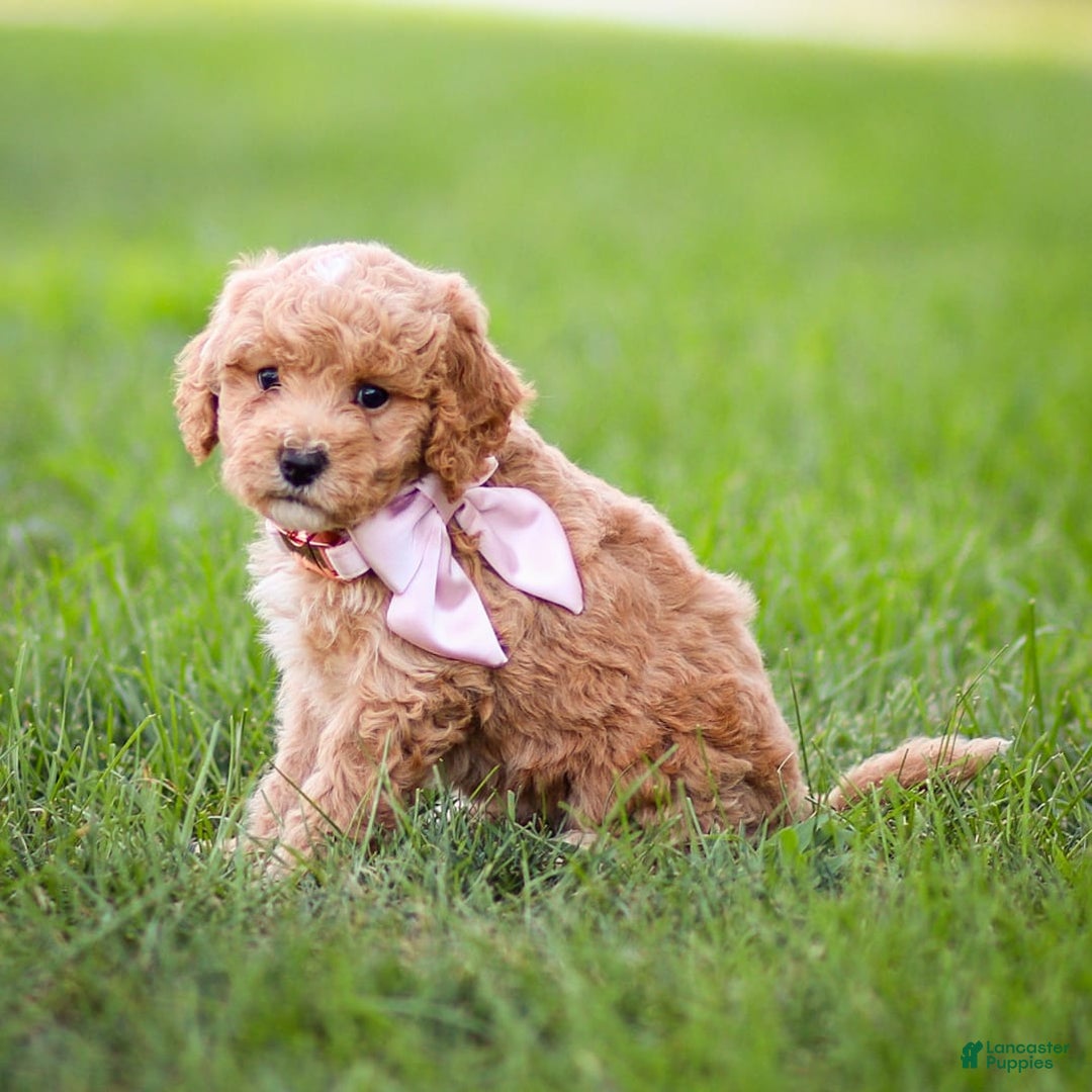 Goldendoodle dogs for sale: Olivia - Image 8