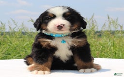 Bernese Mountain Dog dogs for sale: Whiskey - Image 5
