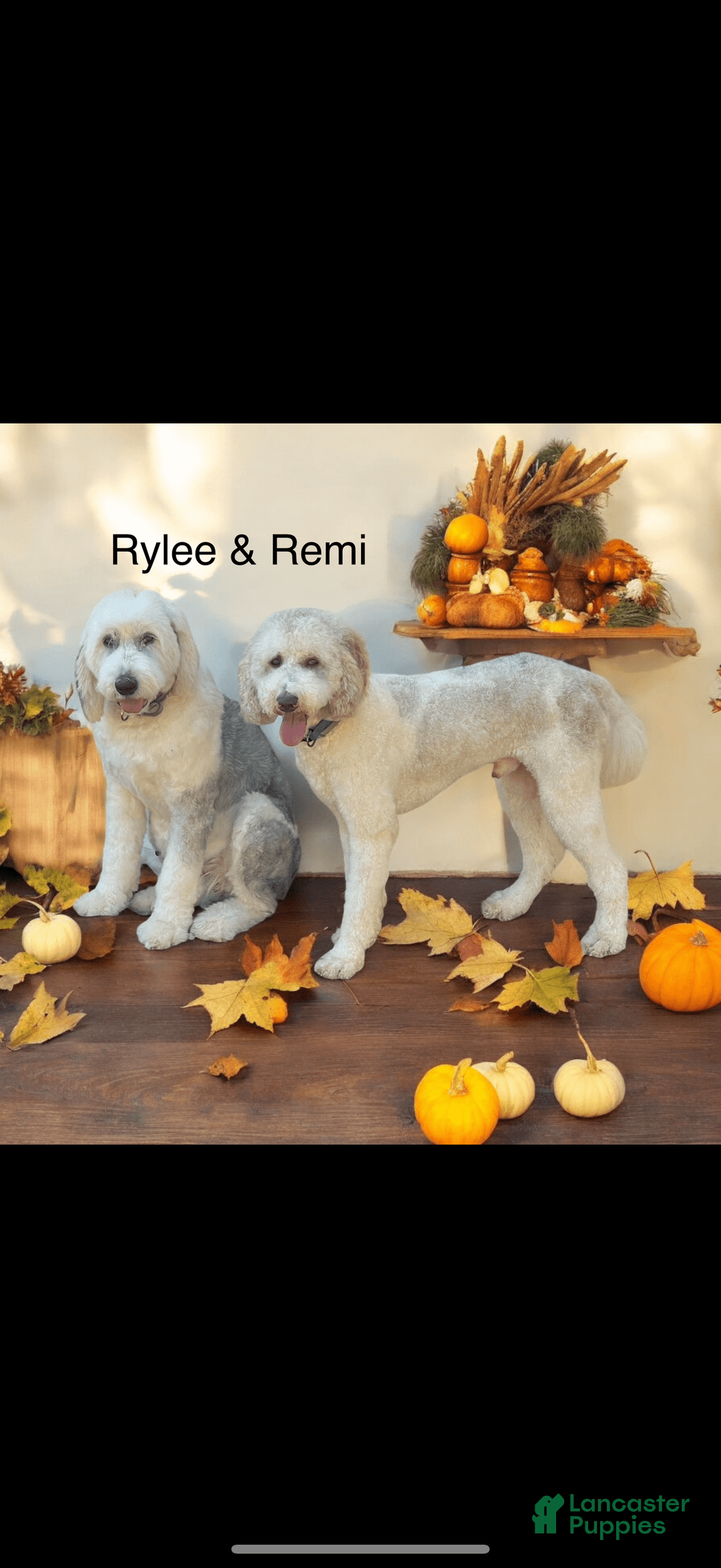 Sheepadoodle dogs for sale: Larry - Image 2