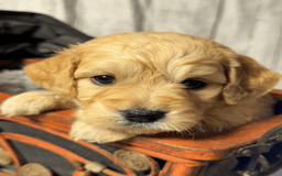 Goldendoodle dogs for sale: Boy 4 - Image 1