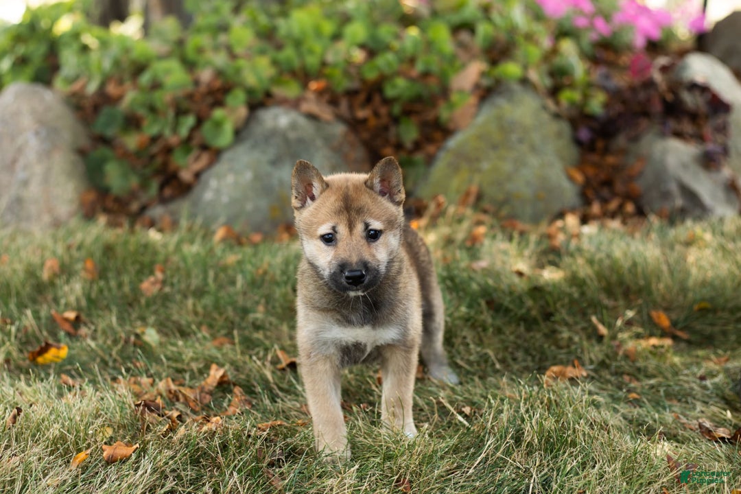 Shiba Inu dogs for sale: Jill - Image 5