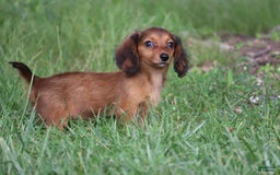 Miniature Dachshund dogs for sale: Dora - Image 16
