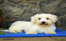 Bichon Frise dogs for sale: Tyler - Image 6