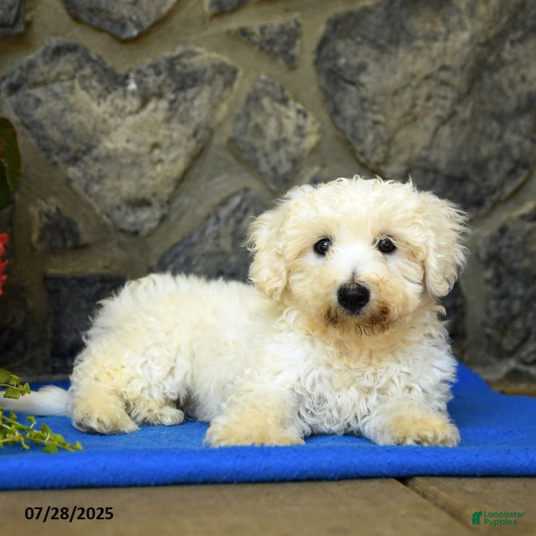 Bichon Frise dogs for sale: Tyler - Image 6