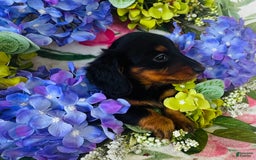 Miniature Dachshund dogs for sale: Piper - Image 8