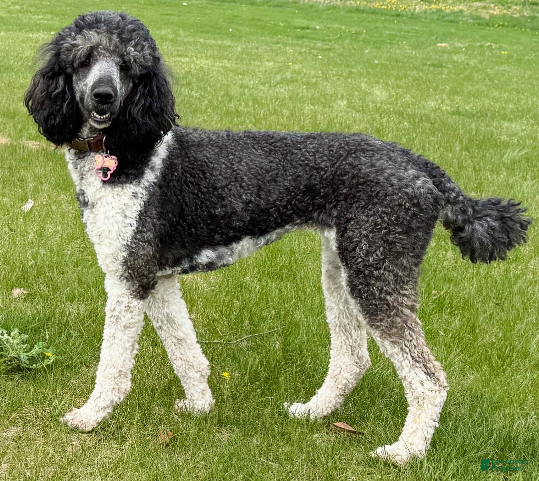 Standard Poodle dogs for sale: Gamora - Image 6