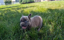 French Bulldog dogs for sale: Tyson - Image 12